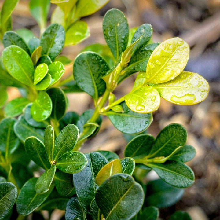 Buxus microphylla var. japonica 'Green Beauty' ~ Green Beauty Boxwood