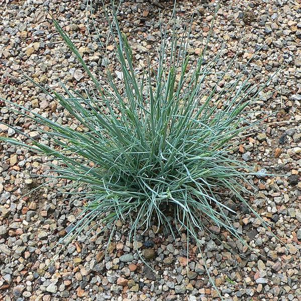 Festuca glauca ~ Blue Fescue