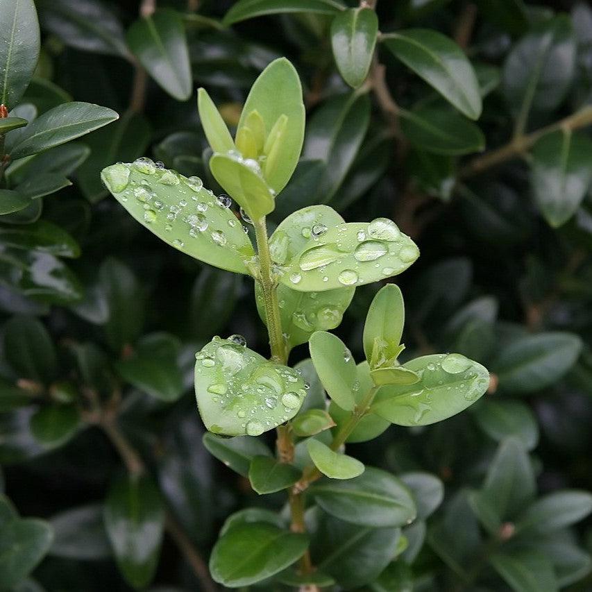 Buxus sempervirens 'Fastigiata' ~ Fastigiata Boxwood