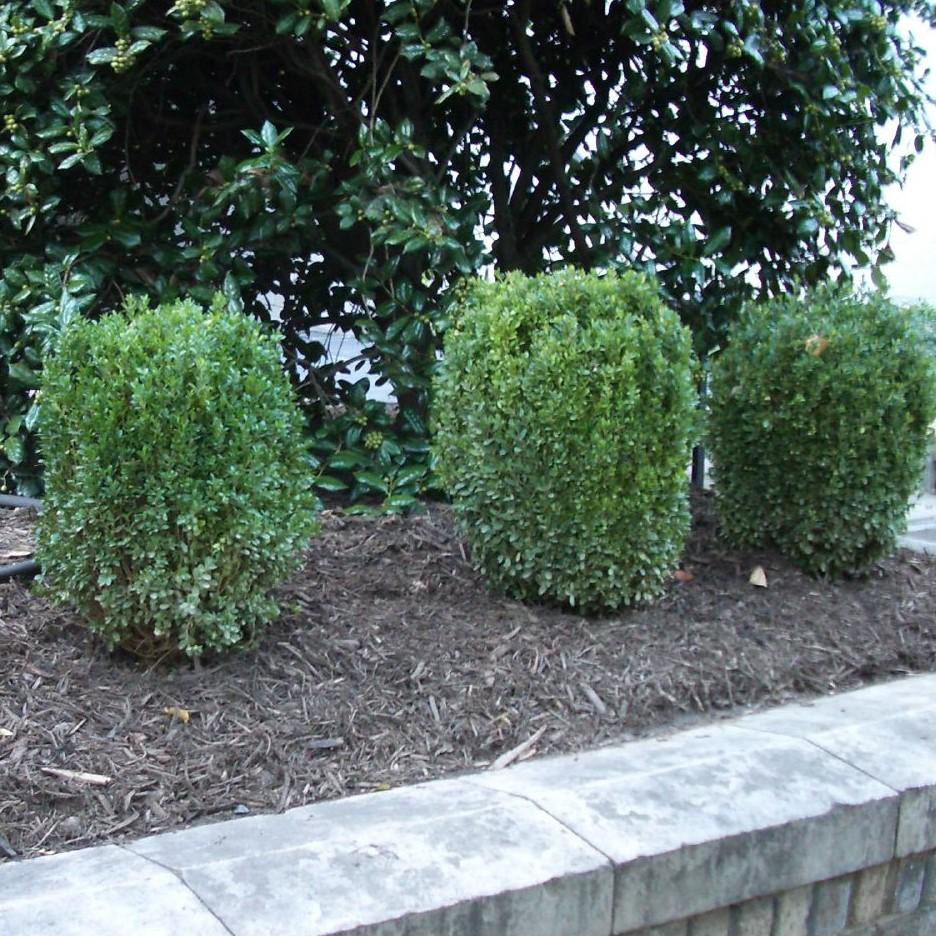 Buxus ‘SB300’ PP32421 ~ NewGen™ Freedom®  Boxwood