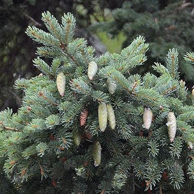 Picea glauca ~ White Spruce