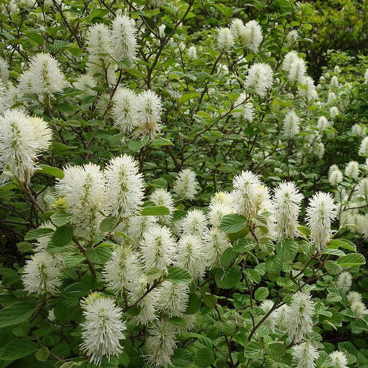 Fothergilla gardenii ~ Fothergilla