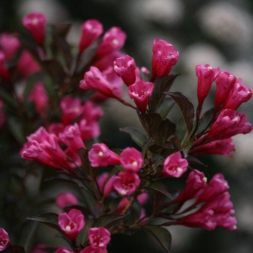 Weigela florida 'Alexandra’ ~ Wine & Roses® Weigela