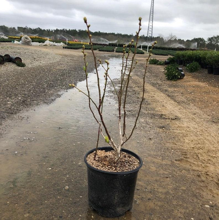 Vaccinium corymbosum 'Duke' ~ Duke Highbush Blueberry