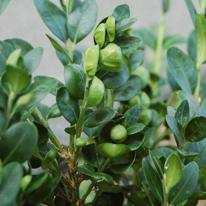 Buxus sempervirens 'Vardar Valley' ~ Vardar Valley Boxwood