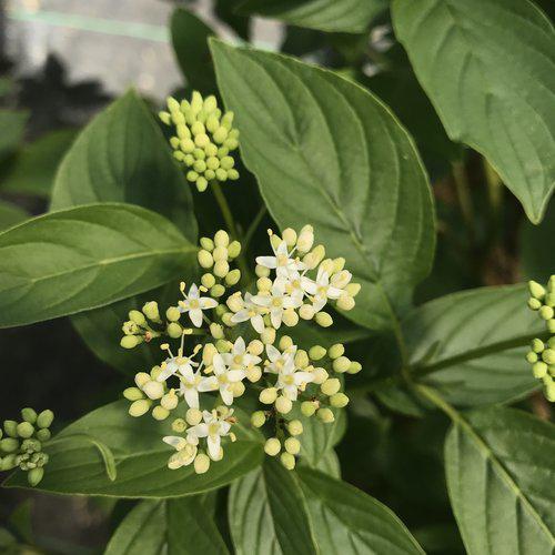 Cornus stolonifera 'SMNCSBD' ~ PW® Arctic Fire® Yellow Twig Dogwood