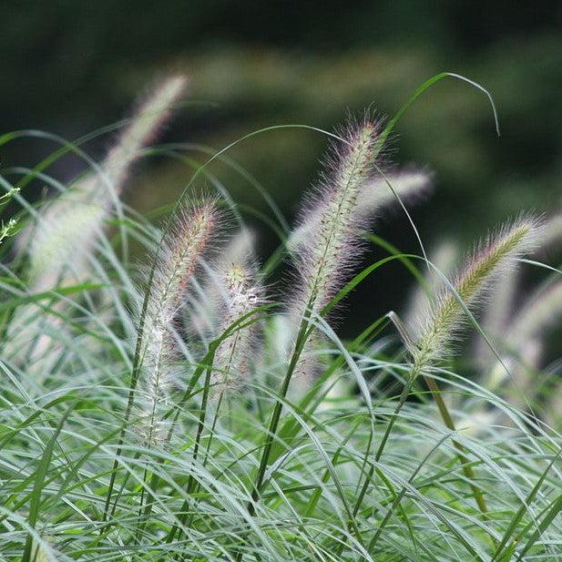 Pennisetum alopecuroides 'Foxtrot' ~ Foxtrot Fountain Grass