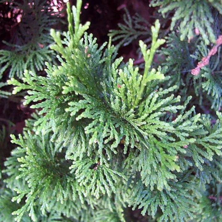 Chamaecyparis obtusa 'Nana Lutea' ~ Nana Lutea Hinoki Cypress