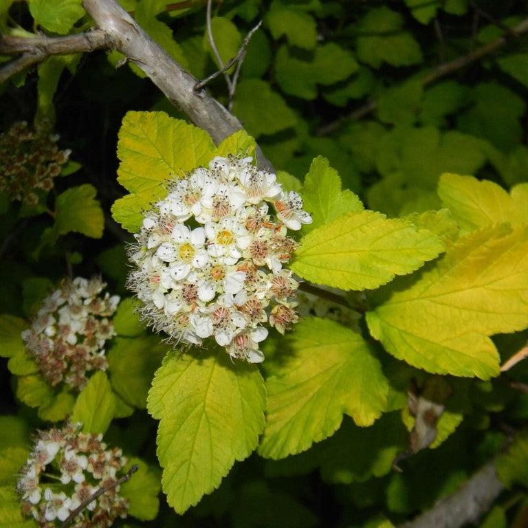 Physocarpus opulifolius 'Podaras 3' ~ Gumdrop™ Lemon Candy™ Ninebark