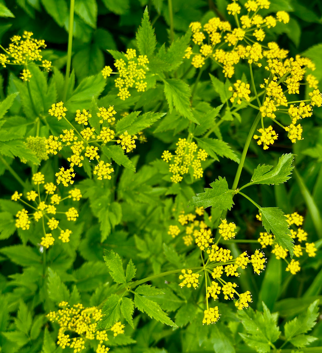 Native Gardening Made Easy + Native Plant Kit
