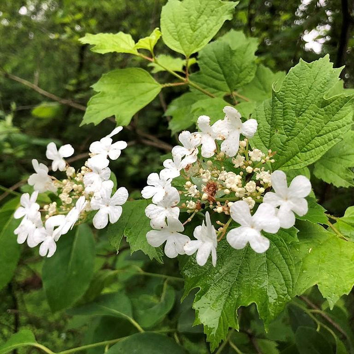 Viburnum opulus var. americanum ~ Highbush Cranberry