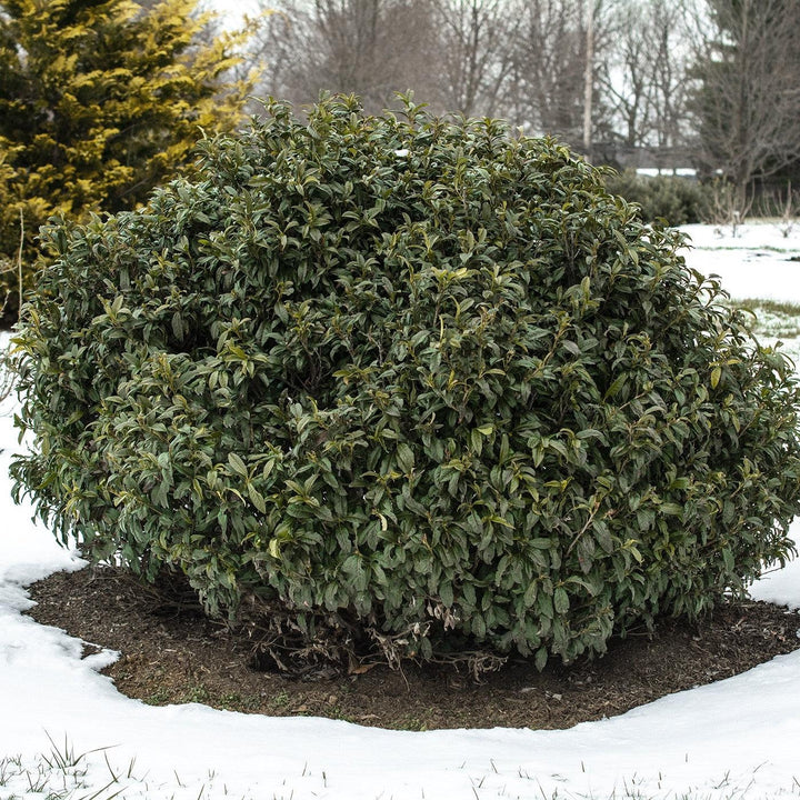 Prunus laurocerasus 'Chestnut Hill' ~ Chestnut Hill Laurel