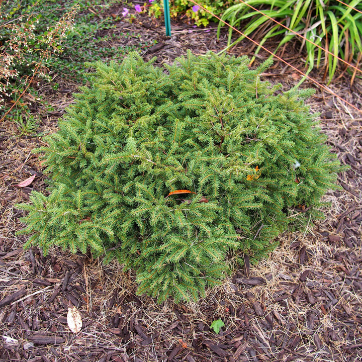 Picea abies 'Nidiformis' ~ Bird's Nest Spruce