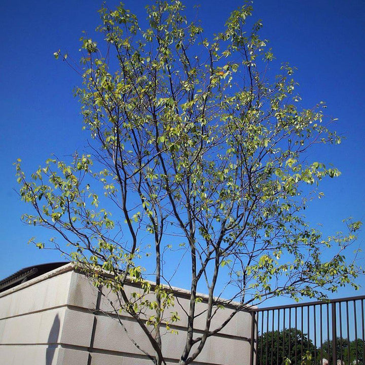 Amelanchier x grandiflora 'Autumn Brilliance' ~ Autumn Brilliance Apple Serviceberry