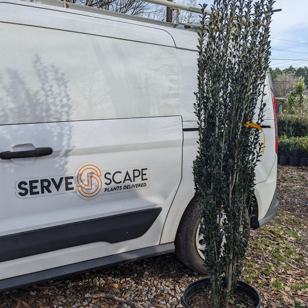 Ilex crenata 'Sky Pencil' ~ Sky Pencil Japanese Holly