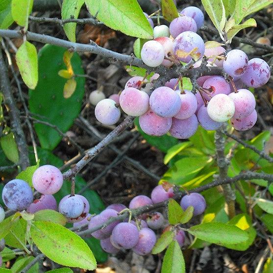 Prunus maritima ~ Beach Plum