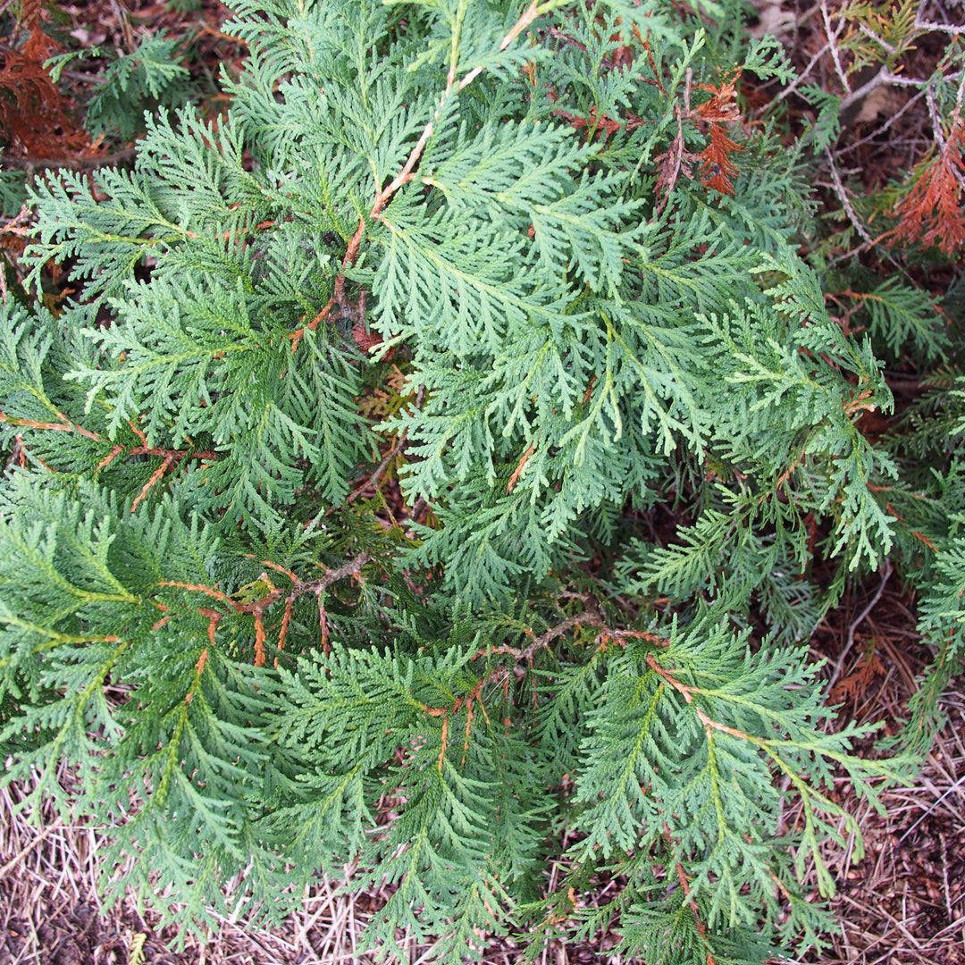 Thuja occidentalis 'Nigra' ~ Dark American Arborvitae