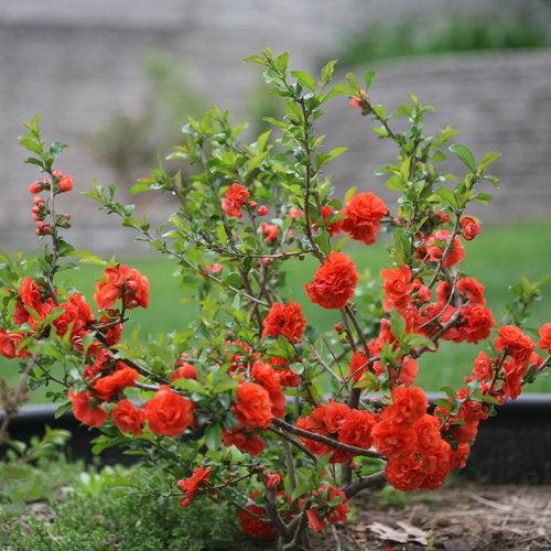 Chaenomeles speciosa 'Orange Storm' USPP 20,950 ~ PW® Double Take™ Orange Flowering Quince