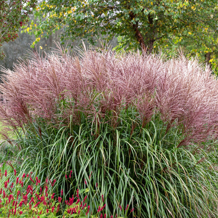 Miscanthus sinensis 'Rotsilber' ~ Red Silver Maiden Grass