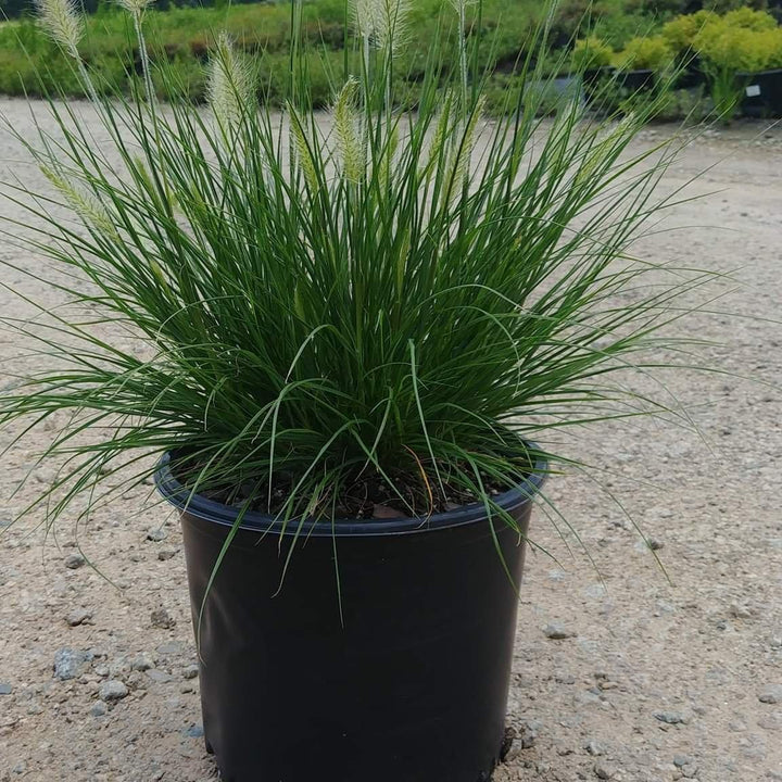 Pennisetum alopecuroides 'Hameln ~ Hameln Fountain Grass