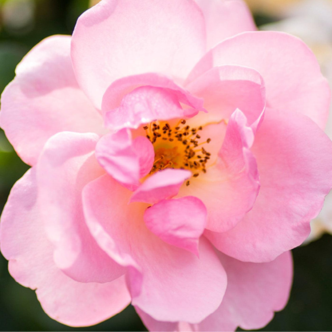 Rosa 'Radgor' ~ Knock Out® Peachy Rose