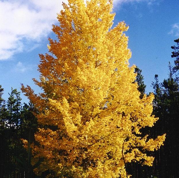 Populus tremuloides ~ Quaking Aspen