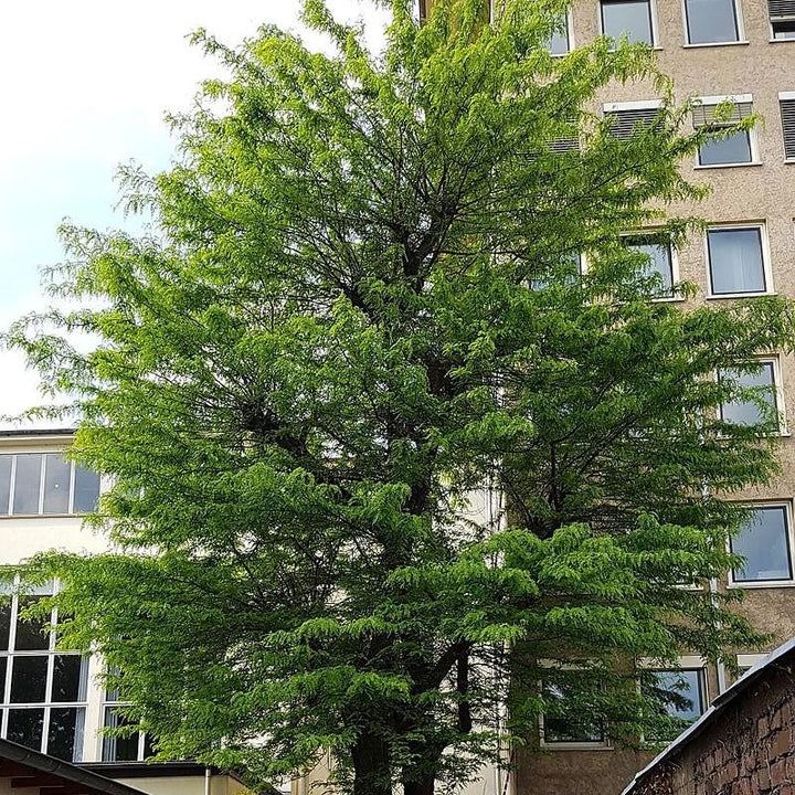 Gleditsia triacanthos inermis 'Skycole' ~ Skyline Honeylocust