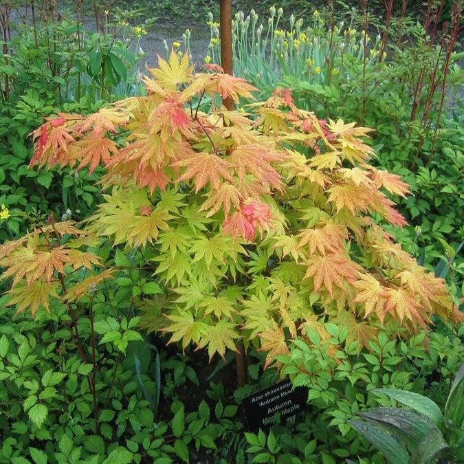 Acer shirasawanum 'Autumn Moon' ~ Autumn Moon Japanese Maple