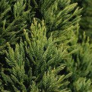 Cryptomeria japonica 'Rein's Dense Jade' ~ Rein's Dense Jade Cryptomeria