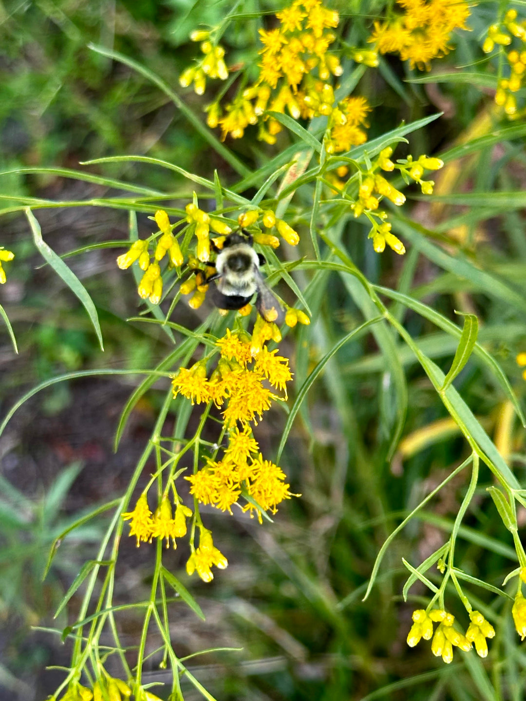 Native Gardening Made Easy + Native Plant Kit