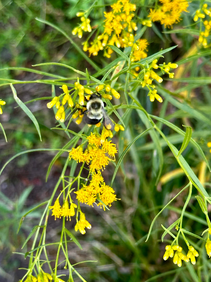 Native Gardening Made Easy + Native Plant Kit