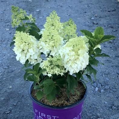 Hydrangea paniculata 'Bailpanone' PP32,549 ~ First Editions® Little Hottie® Hydrangea