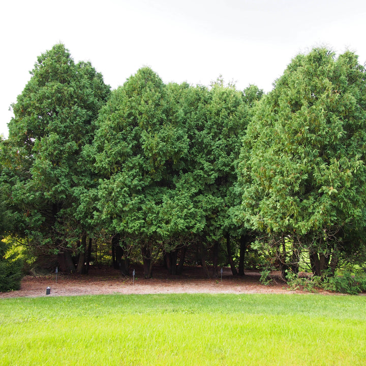 Thuja occidentalis 'Nigra' ~ Dark American Arborvitae