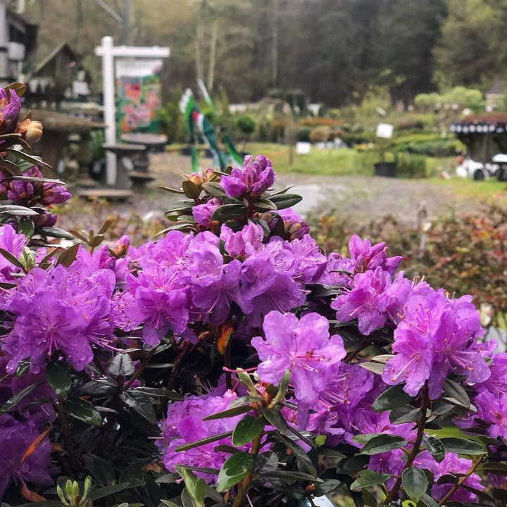 Rhododendron 'Purple Gem' ~ Purple Gem Rhododendron