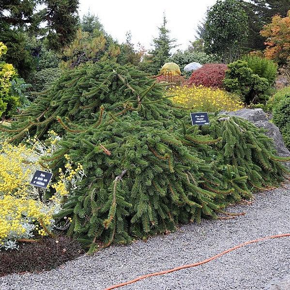 Picea abies 'Pendula' ~ Weeping Norway Spruce – Beacon Gardens at ...