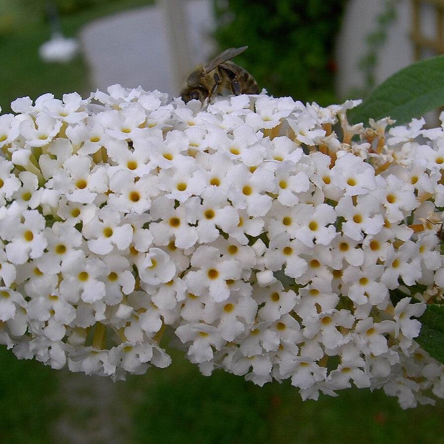 Buddleja davidii ~ Butterfly Bush