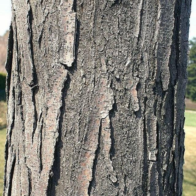 Gleditsia triacanthos var. inermis 'Shademaster' ~ Shademaster Honeylocust