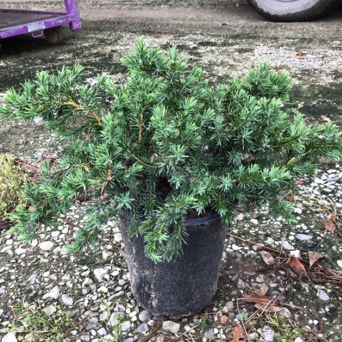 Juniperus conferta 'Blue Pacific' ~ Blue Pacific Shore Juniper