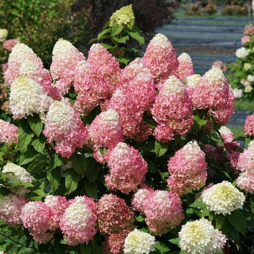 Hydrangea  'Quick Fire Fab'