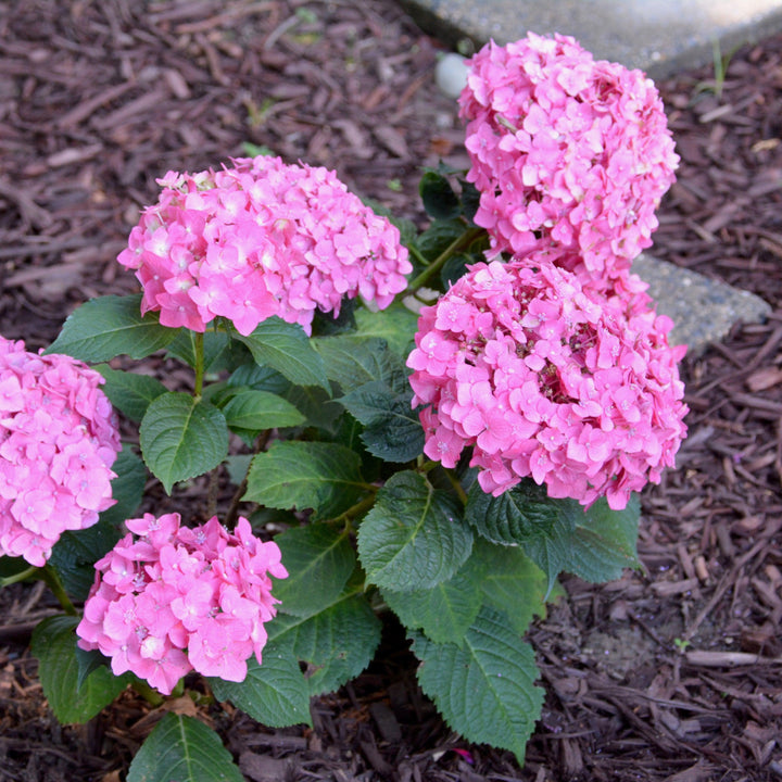 Hydrangea 'E.S. Summer Crush'