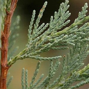 Juniperus scopulorum 'Wichita Blue' ~ Wichita Blue Juniper