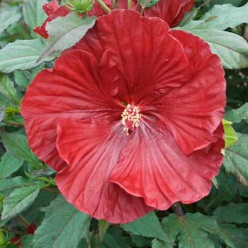 Hibiscus 'Cranberry Crush' ~ Summerific® Cranberry Crush Hibiscus