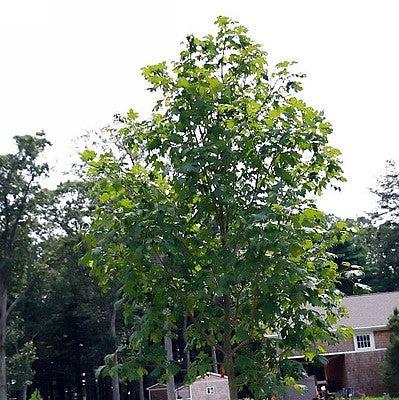 Acer saccharum 'Green Mountain' ~ Green Mountain Sugar Maple