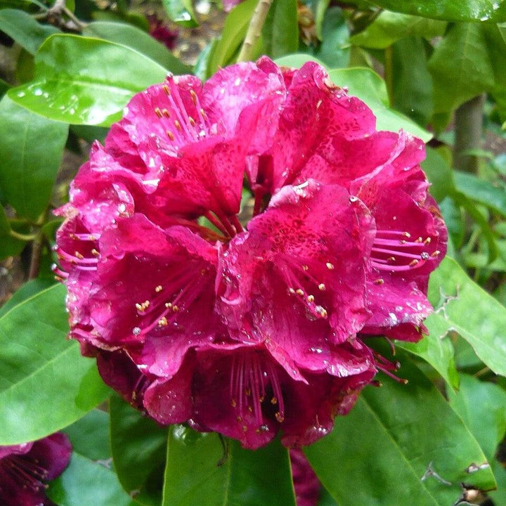 Rhododendron x 'Henry's Red' ~ Henry's Red Rhododendron