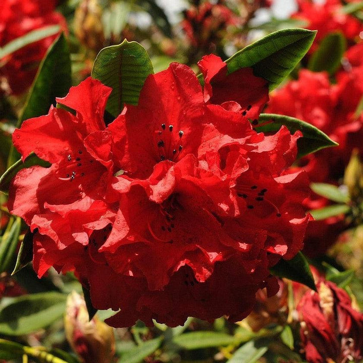 Rhododendron 'Vulcan's Flame' ~ Vulcan's Flame Rhododendron