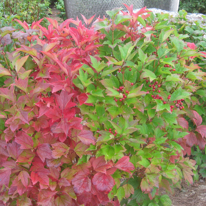 Viburnum trilobum ‘Wentworth’ ~ Wentworth Viburnum