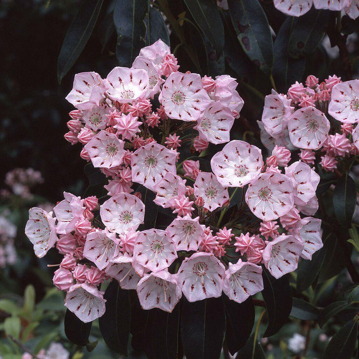 Kalmia latifolia 'Good Show' ~ Good Show Mountain Laurel