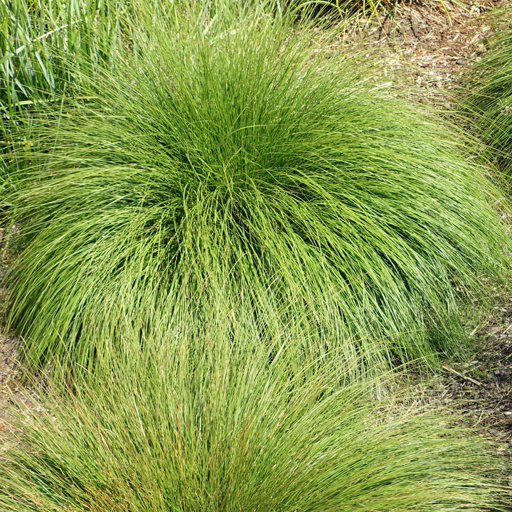 Sporobolus heterolepis ~ Prairie Dropseed