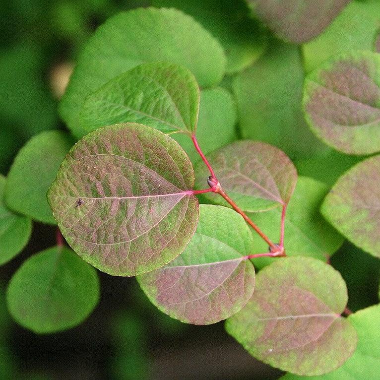 Cercidiphyllum japonicum ~ Katsura Tree