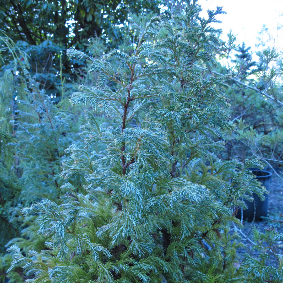 Chamaecyparis pisifera 'True Blue' ~ True Blue Falsecypress